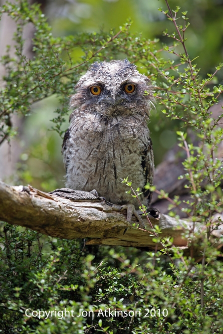 Tawny Frogmouth Tawny Frogmouth